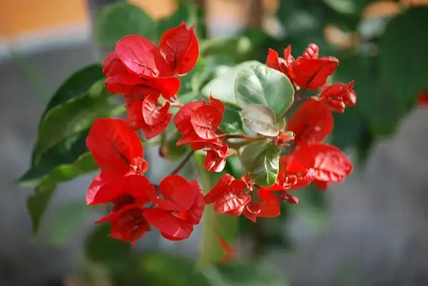 Фото Bougainvillea glabra (Bougainvillea glabras)