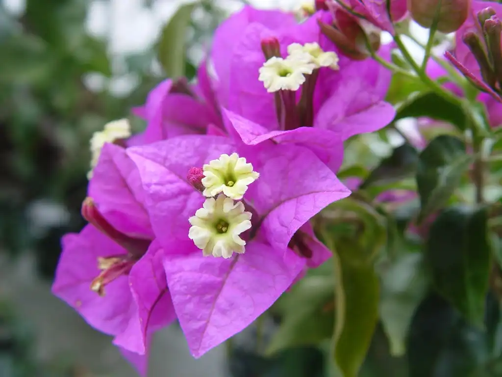 Фото Bougainvillea glabra - Bougainvillea glabra:Carsten Niehaus