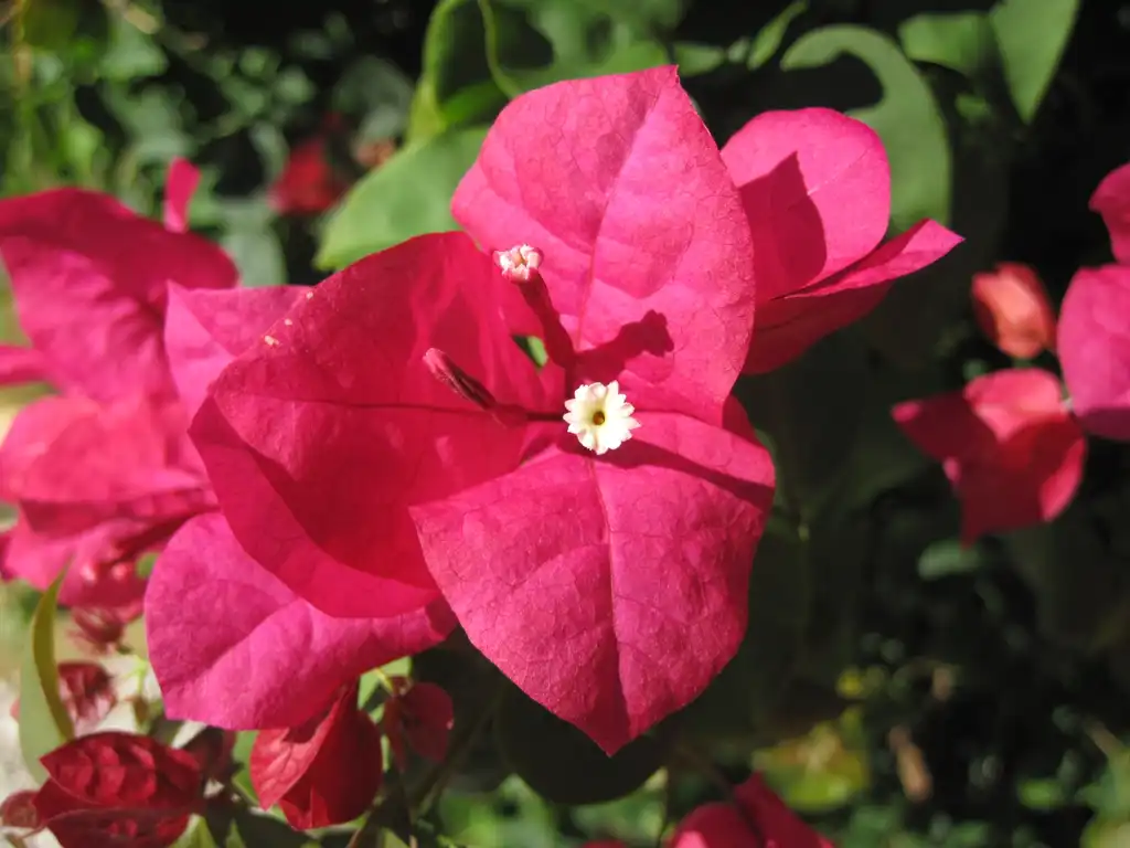 Фото Bougainvillea glabra - Bougainvillea glabra:James St. John