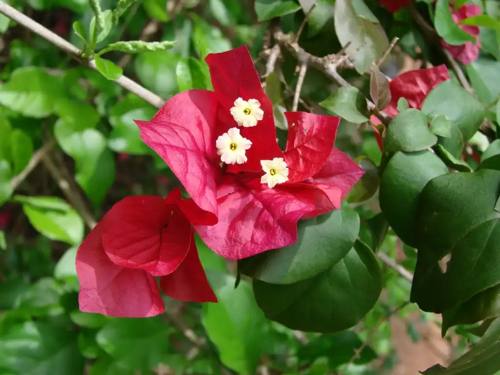 Photo of Bougainvillea spectabilis (Bougainvillea spectabiliss)