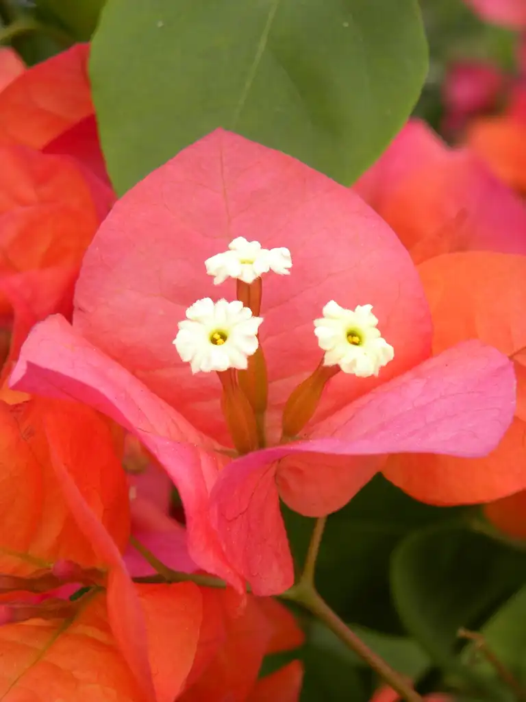 Photo of Bougainvillea spectabilis (Bougainvillea spectabiliss)