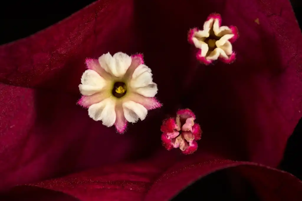 Photo of Bougainvillea spectabilis - very close up:Graham Wise