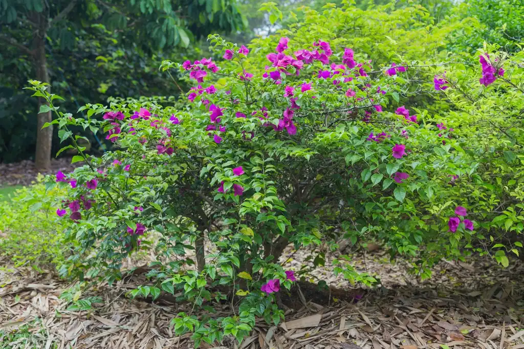 Photo of Bougainvillea spectabilis - form:Marcin Konsek