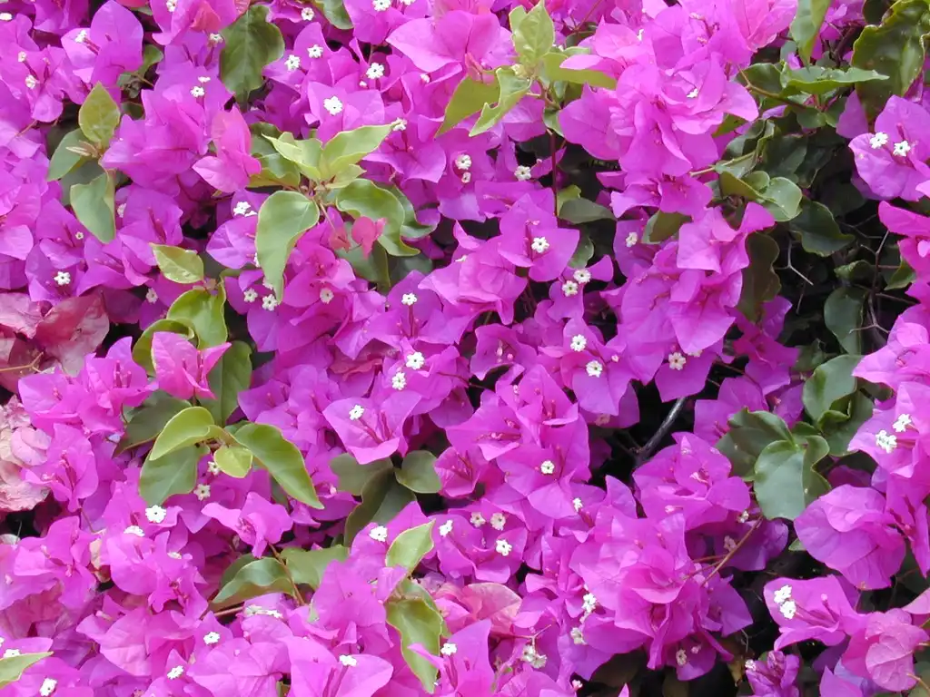 Photo of Bougainvillea spectabilis - Pinkish-purple bracts:Forest & Kim Starr
