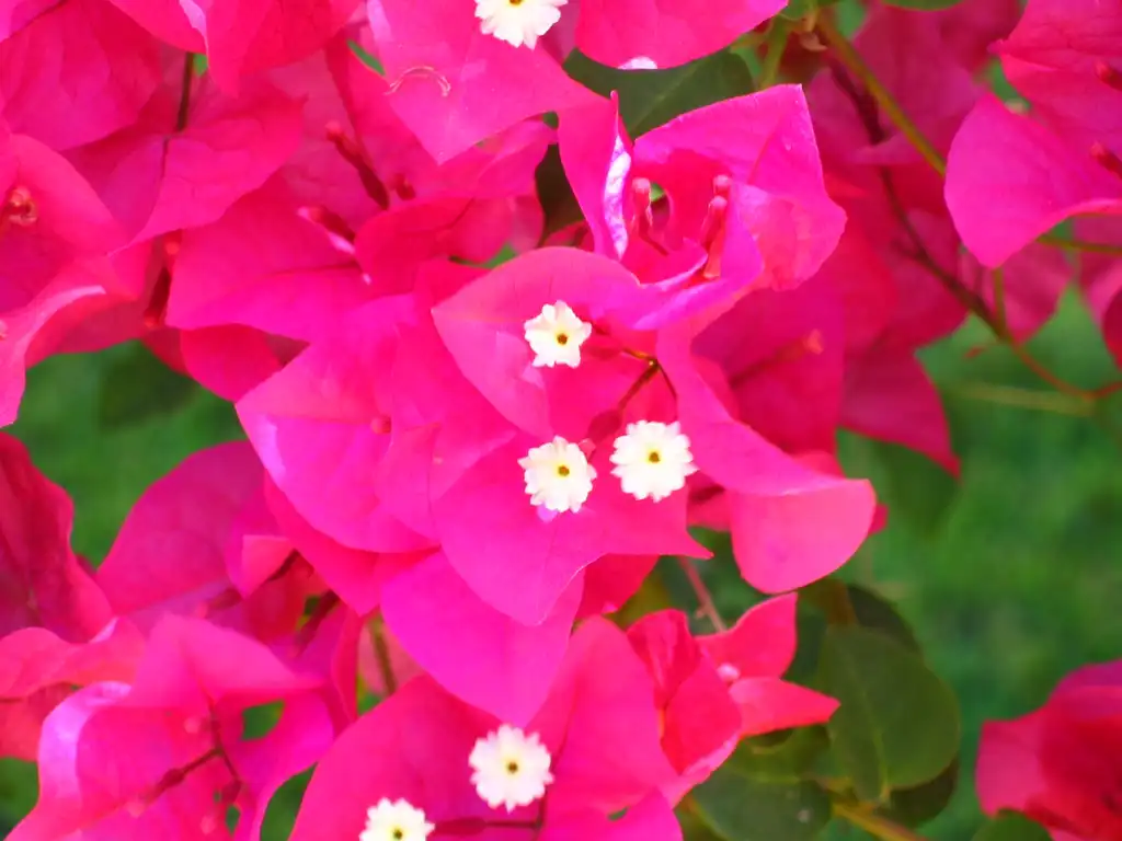 Photo of Bougainvillea spectabilis - Reddish-pink bracts:Tirithel