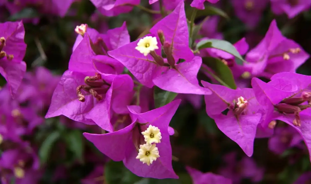 Photo of Bougainvillea spectabilis - Pinkish-purple bracts:Teresa Grau Ros