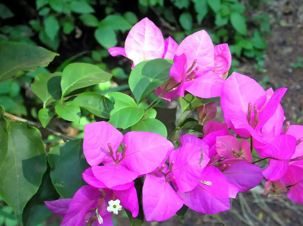 Photo of Bougainvillea spectabilis - leaves, bracts, and more:Lalithamba