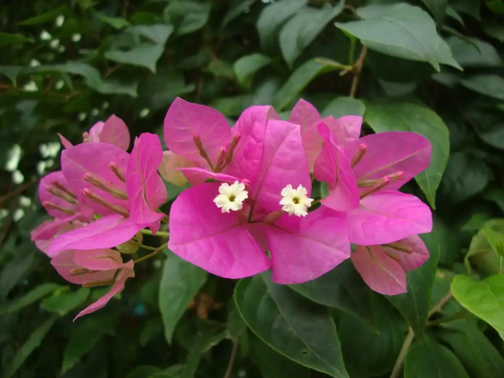 Photo of Bougainvillea spectabilis - Bracts and leaves:Prenn