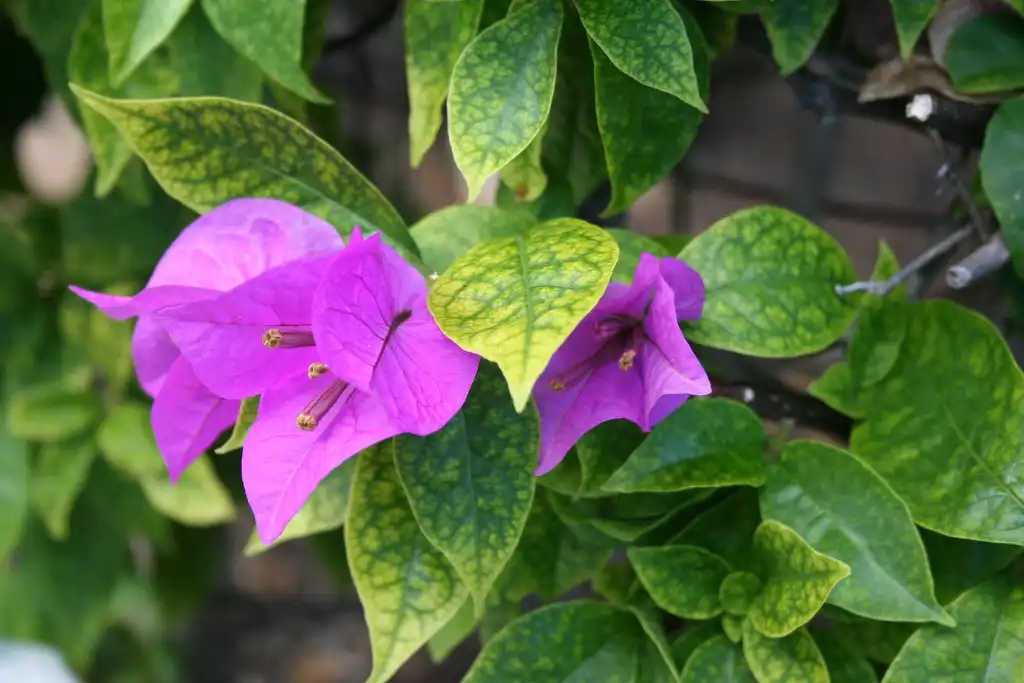Photo of Bougainvillea (Bougainvilleas)