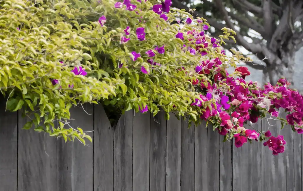 Photo of Bougainvillea (Bougainvilleas)