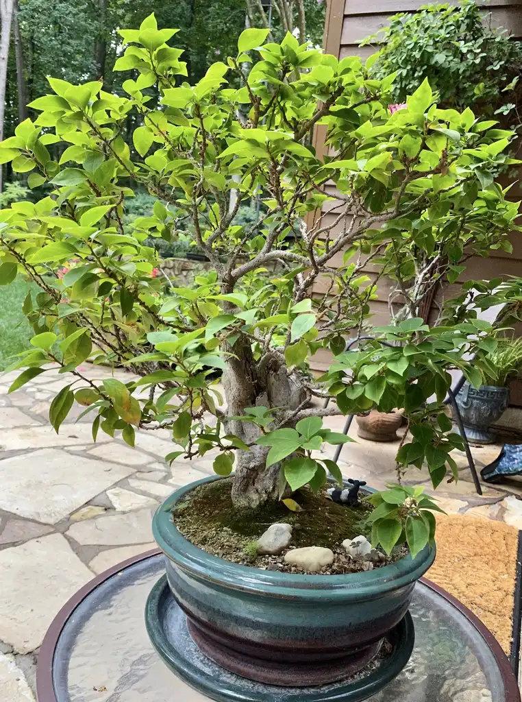 Photo of Bougainvillea - As bonsai:Kathy Sill
