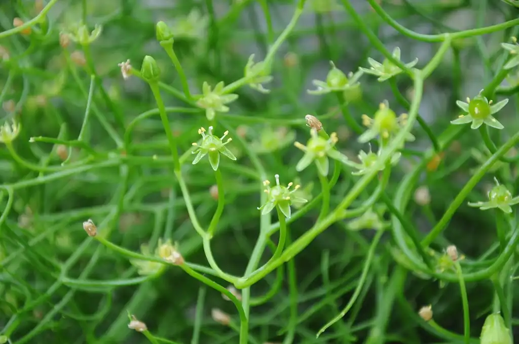 Foto de Bowiea volubilis (Bowiea volubiliss)