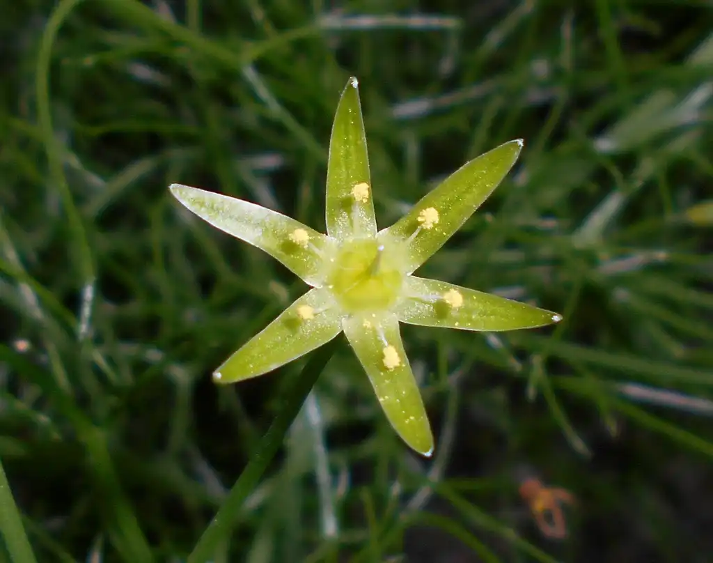 Foto de Bowiea volubilis (Bowiea volubiliss)
