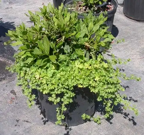 Фото Bowlesia incana (Bowlesia incanas)