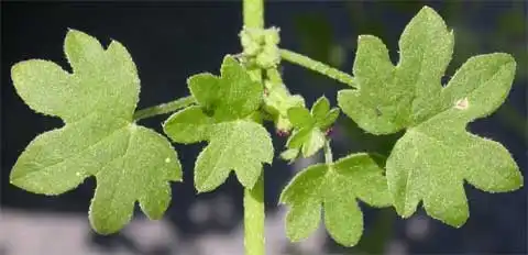Фото Bowlesia incana (Bowlesia incanas)
