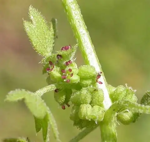 Фото Bowlesia incana - Inflorescence:J. Neal