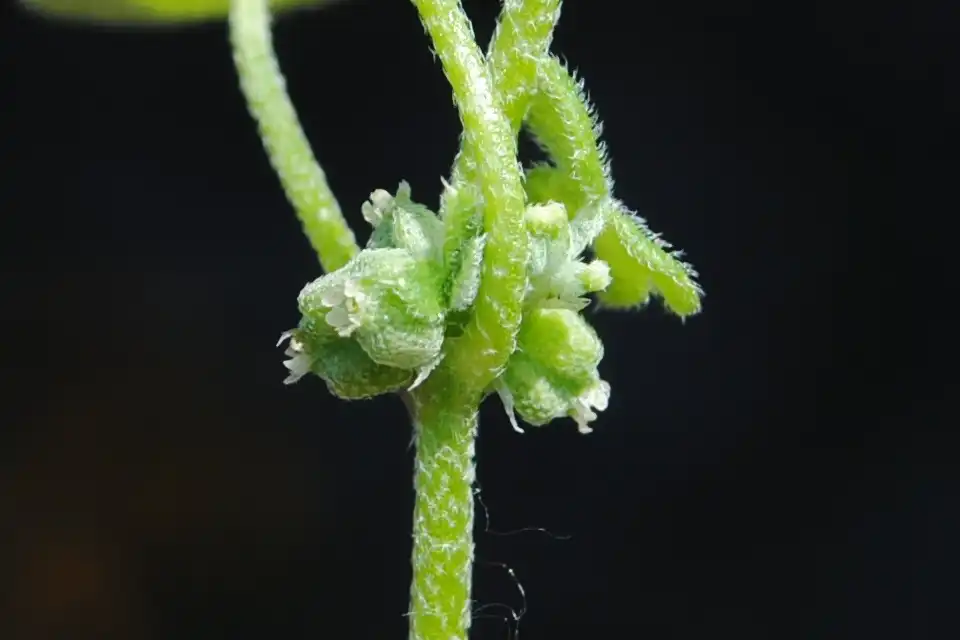 Фото Bowlesia incana - close up:Andrés González