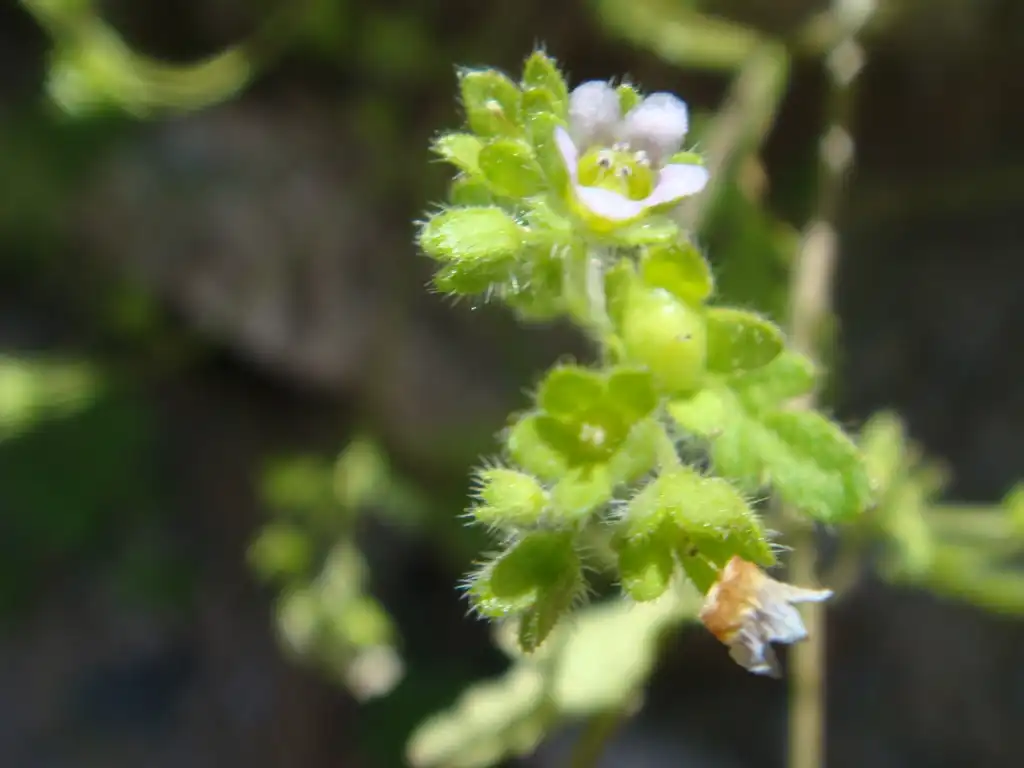 Фото Bowlesia incana - close up:Miwasatoshi