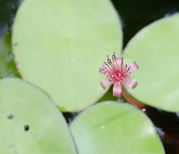 Фото Brasenia schreberi (Brasenia schreberis)