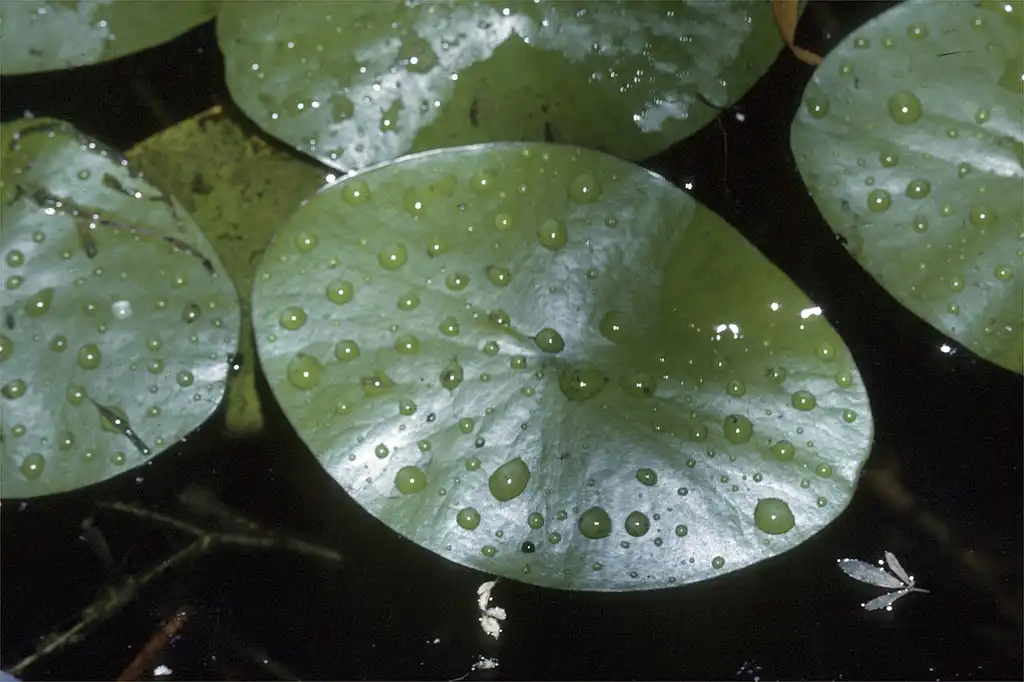 Фото Brasenia schreberi - Leaf Blade:Robert H. Mohlenbrock