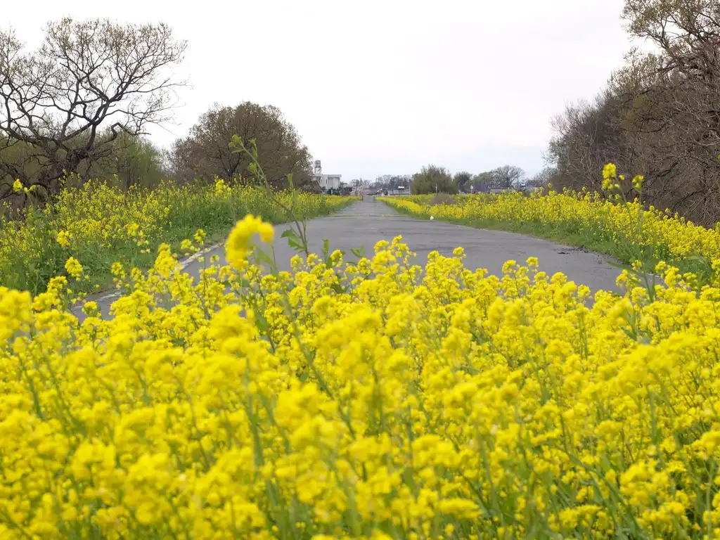 Foto de Brassica juncea (Brassica junceas)
