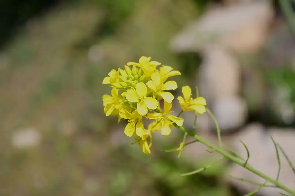 Foto de Brassica juncea (Brassica junceas)