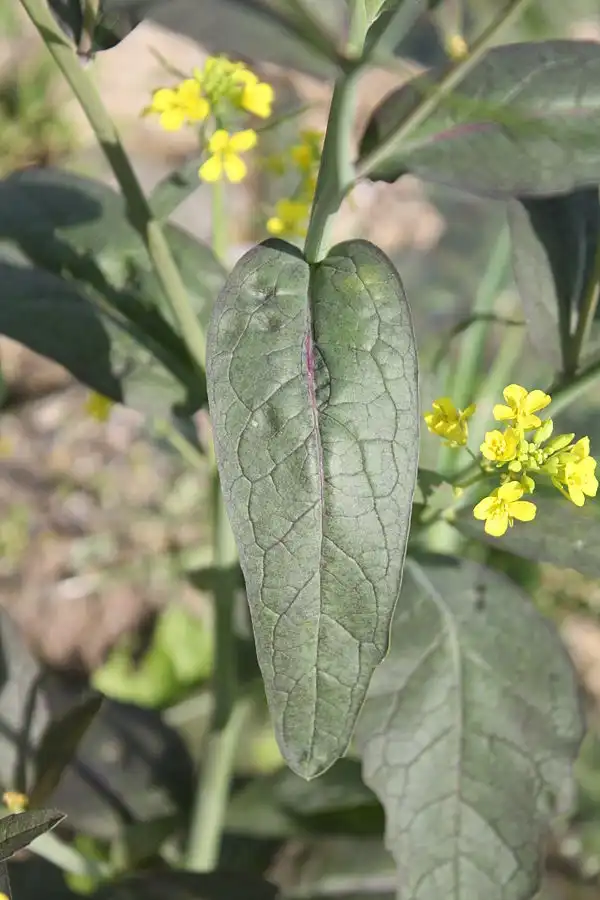 Foto de Brassica juncea - Leaf Blade:Dalgial from Wikimedia Commons