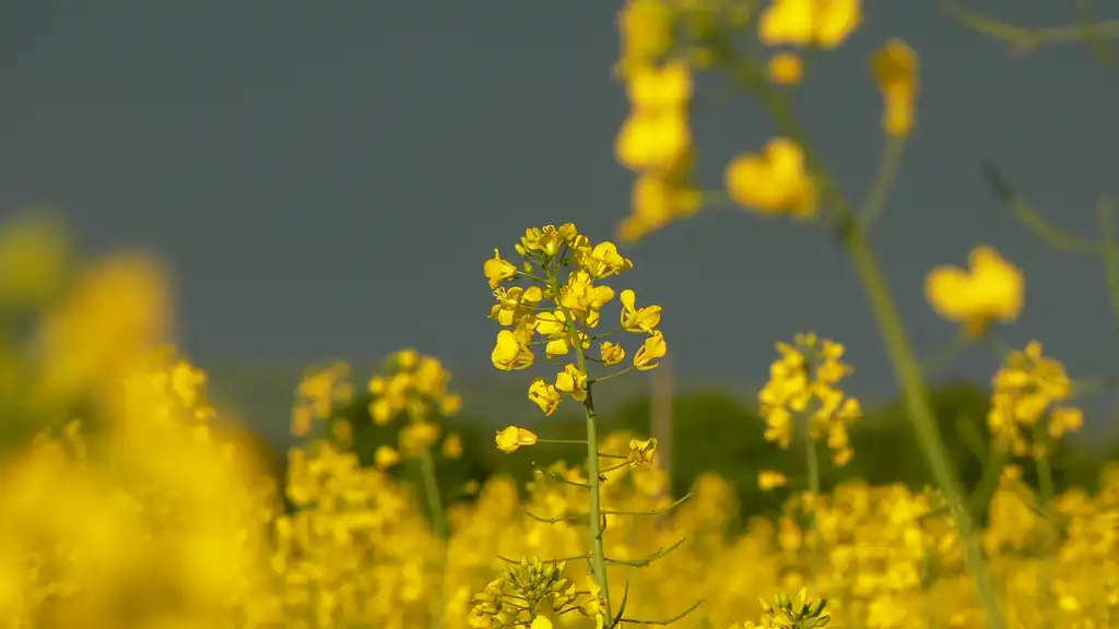 Foto de Brassica juncea - fields:Petr Pakandl