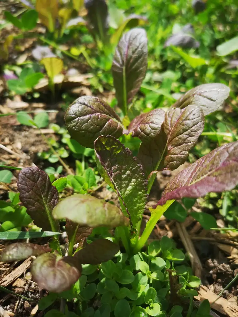 Foto de Brassica juncea - leaves:karen_hine