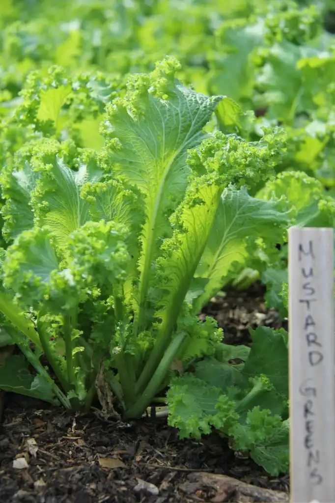 Foto de Brassica juncea - Vegetable mustard:UGA CAES/Extension