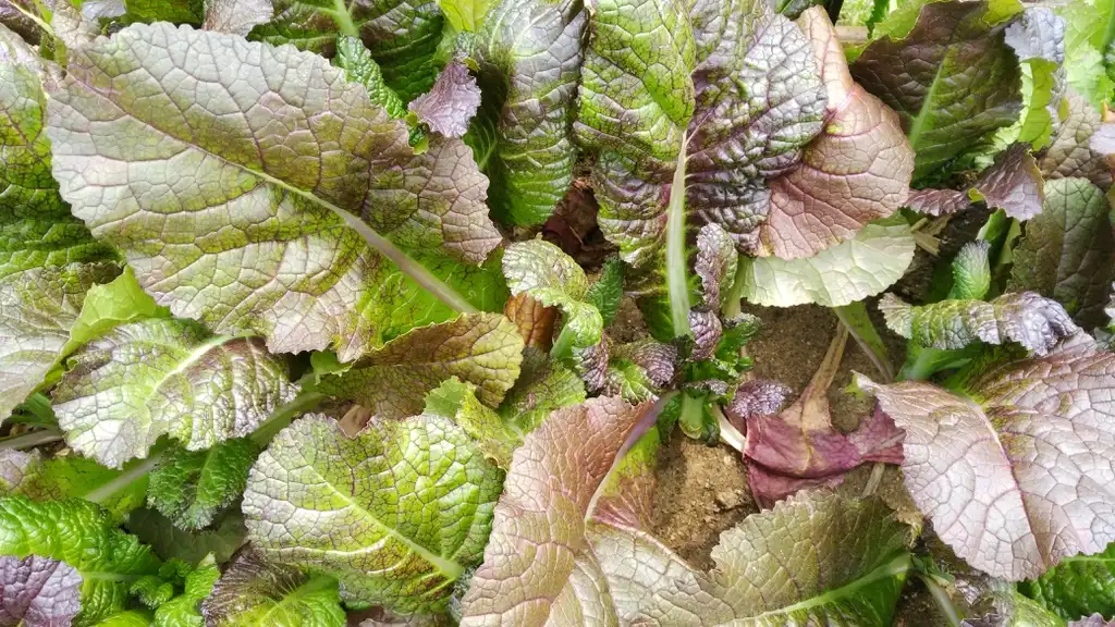 Foto de Brassica juncea - leaves:Comedora
