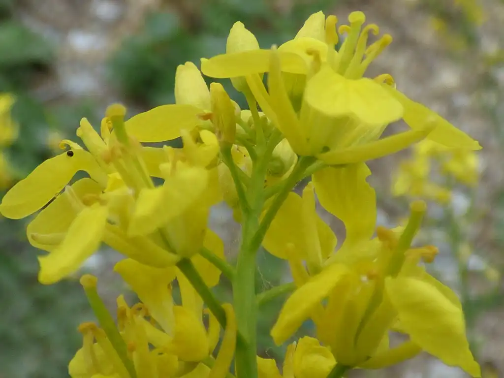 Foto de Brassica juncea - Flowers close up:Forest & Kim Starr