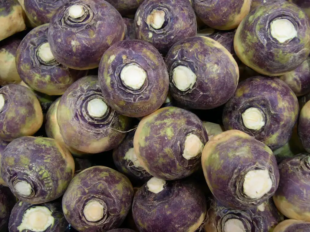Foto de Brassica napus (Napobrassica Group) (Brassica napus (Napobrassica Group)s)