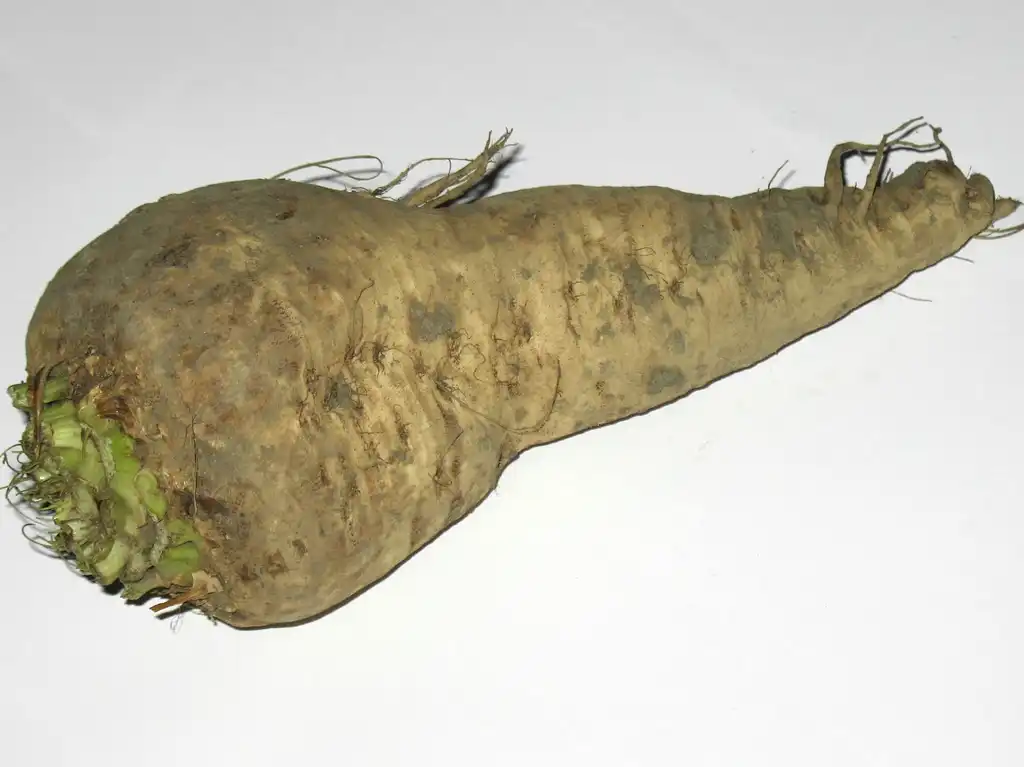 Foto de Brassica napus (Napobrassica Group) (Brassica napus (Napobrassica Group)s)