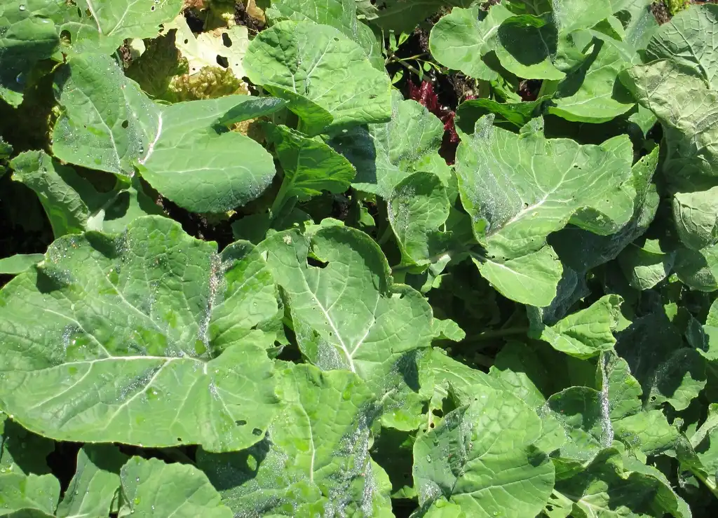 Foto de Brassica napus (Napobrassica Group) - Foliage:DewyKohl40