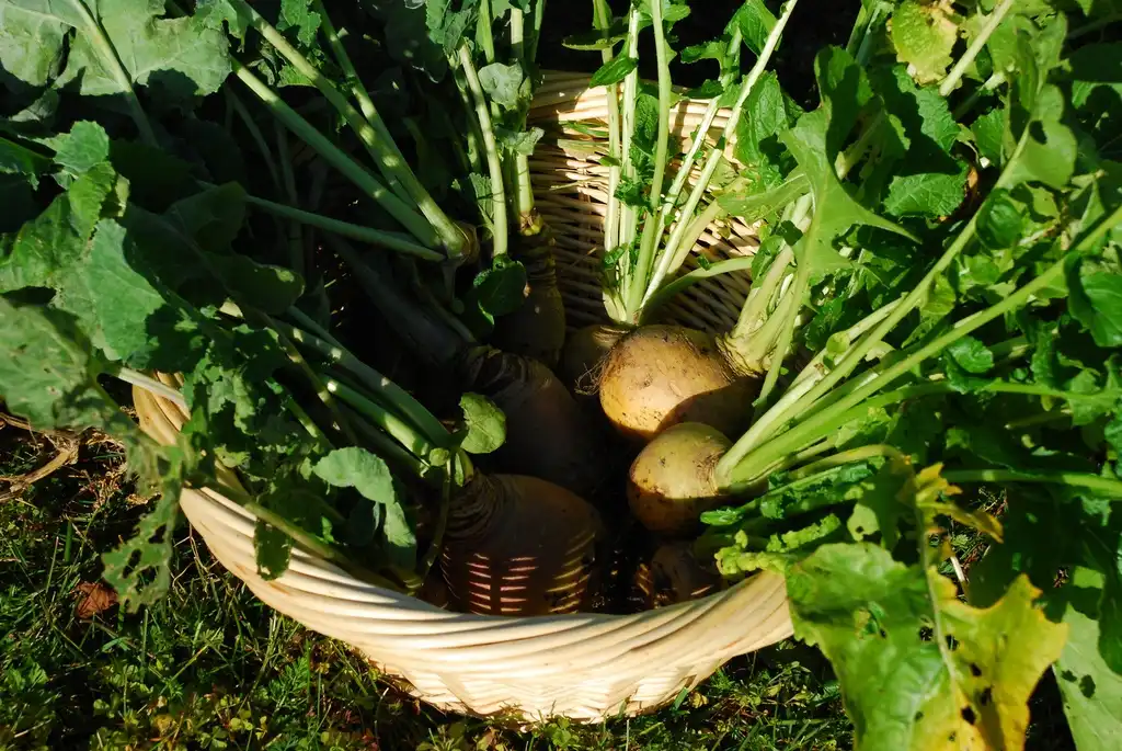 Foto de Brassica napus (Napobrassica Group) - Fruits and Foliage:Johnathan Nightingale