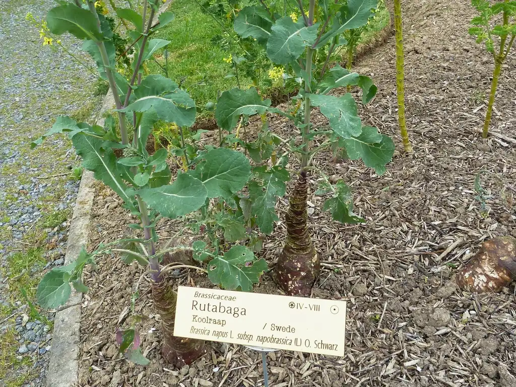 Foto de Brassica napus (Napobrassica Group) - Form:Pierre Andre Leclercq