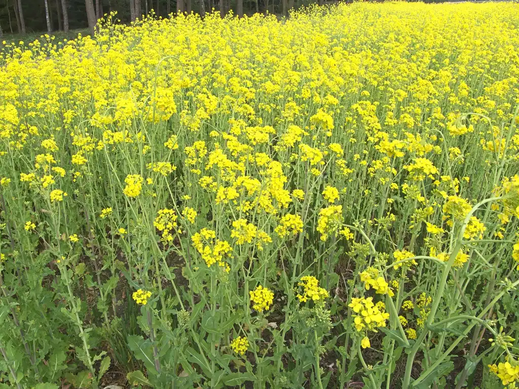 Photo of Brassica napus (Oleifera Group) (Brassica napus (Oleifera Group)s)