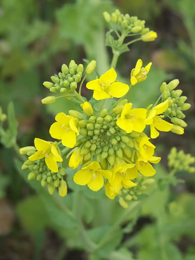 Photo of Brassica napus (Oleifera Group) (Brassica napus (Oleifera Group)s)