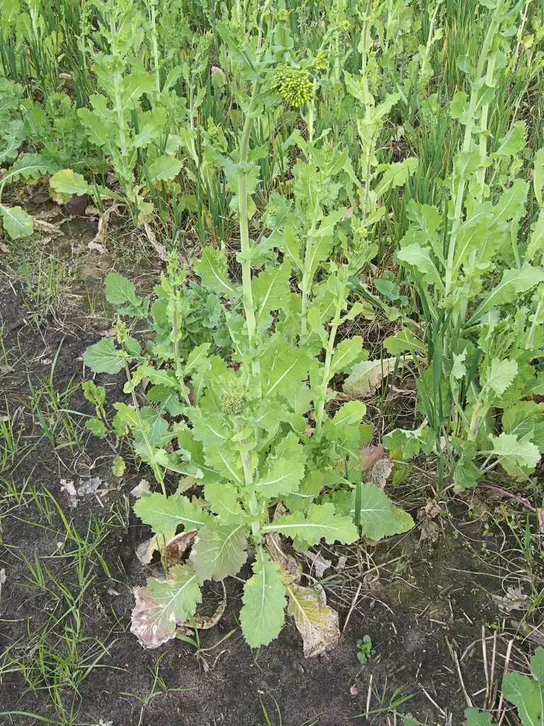Photo of Brassica napus (Oleifera Group) - Stem with upper and lower leaves:Rasbak