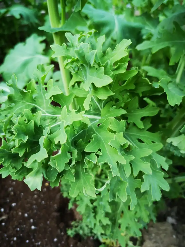 Foto de Brassica napus (Pabularia Group) - Form:karen_hine