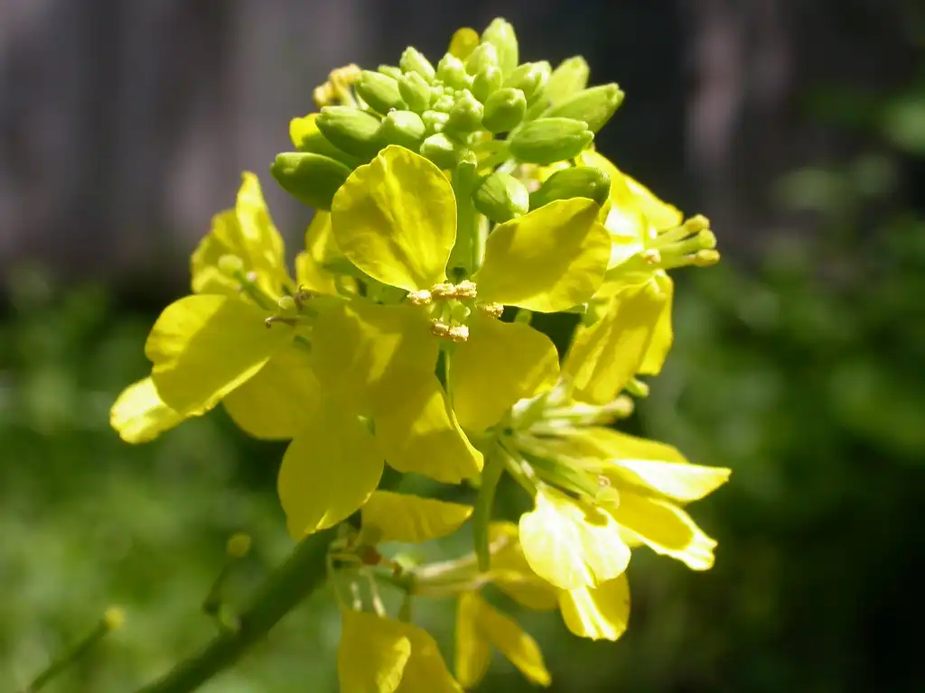 Foto de Brassica nigra (Brassica nigras)