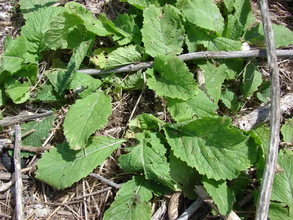Foto de Brassica nigra (Brassica nigras)