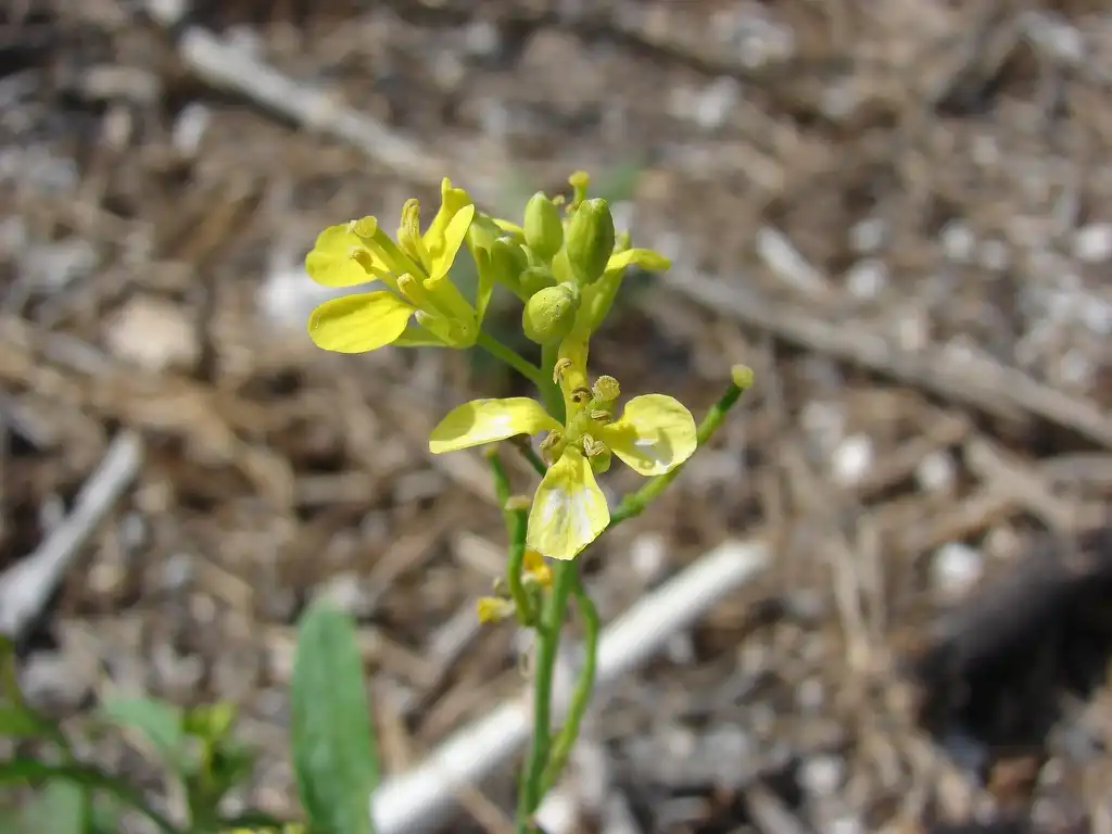 Foto de Brassica nigra - Flowers and buds:Forest & Kim Starr
