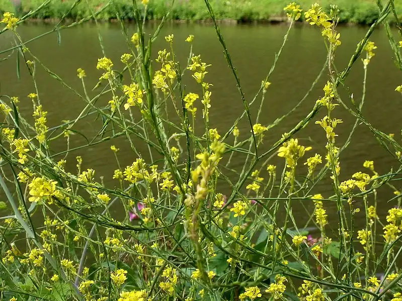 Foto de Brassica nigra - Form:AnRo0002