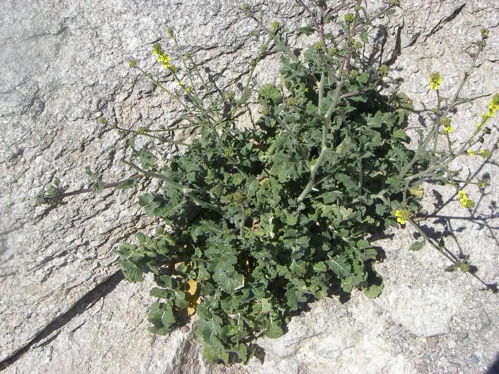Foto de Brassica nigra - Habitat:Anthony Mendoza