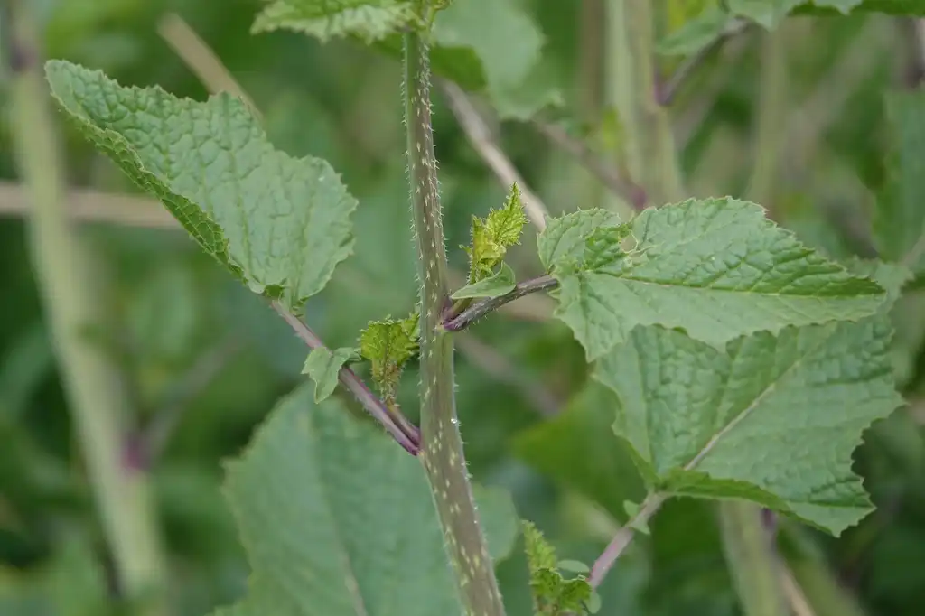 Foto de Brassica nigra - Stem:Gertjan vanNoord