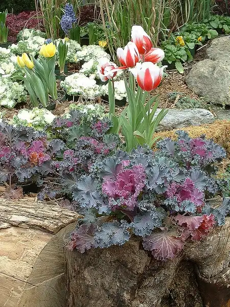 Фото Brassica oleracea (Acephala Group) - B. oleracea Nagoya Garnish Red in mixed planting:Henryr10