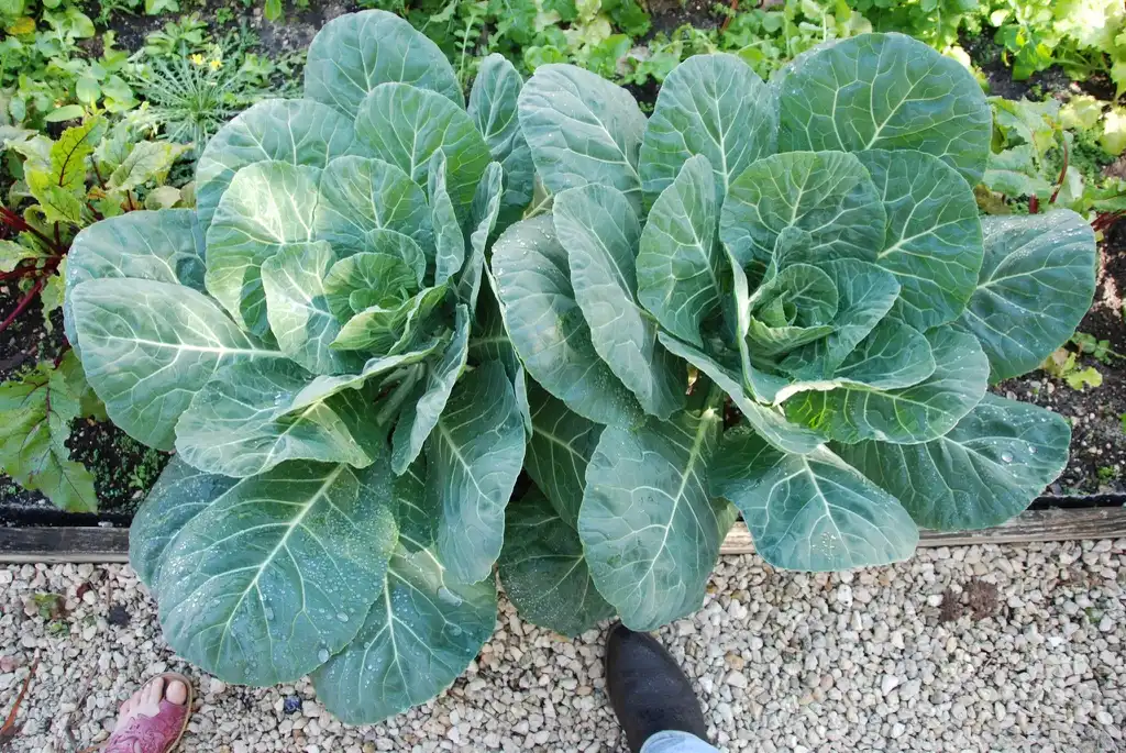 Фото Brassica oleracea (Acephala Group) - Georgia Southern Collards:James Good