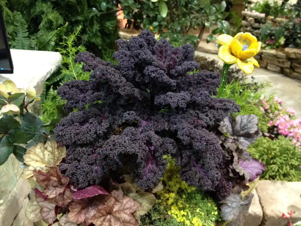 Фото Brassica oleracea (Acephala Group) - 'Redbor' Form:Jim Robbins